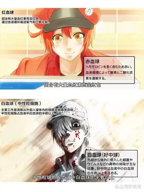 工作细胞 1-2季全集+电影 日语中字 日漫 战斗 搞笑 奇幻-土拨鼠网盘库